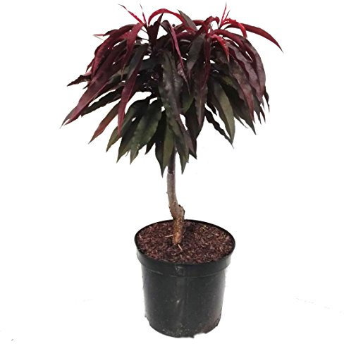 Zwergpfirsich Bonfire (S) Crimson ® Pfirsichbaum rotlaubig 60-80 cm hoch 7,5 Liter Topf St. Julien A