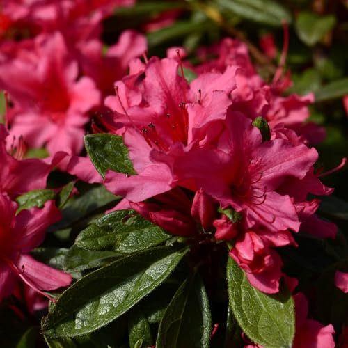 Pianta vera di Azalea Encore Sundance - Diametro Vaso Ø 24 cm