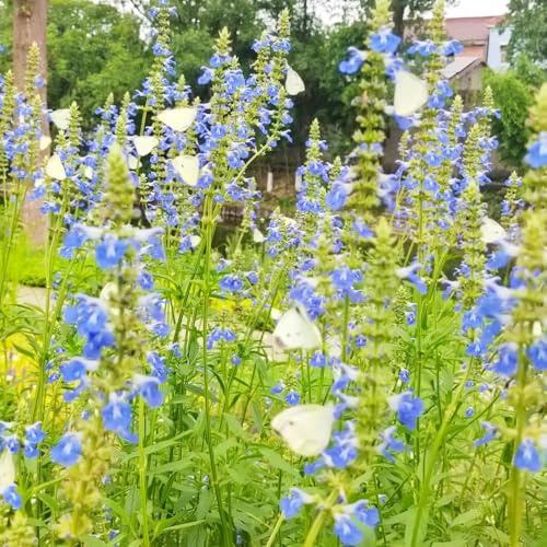 salbeisamen kaufen - stauden winterhart mehrjährig 300pcs