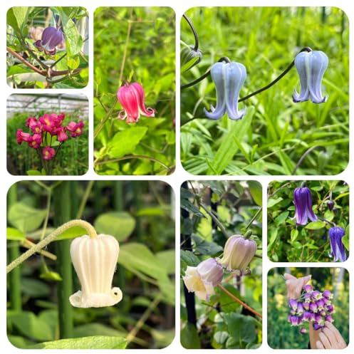 bulbos de clemátide - temprana raras para jardín resistentes para exteriores 5pcs