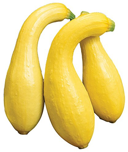 Burpee Early Summer Crookneck (Heirloom) Summer Squash Seeds 50 seeds