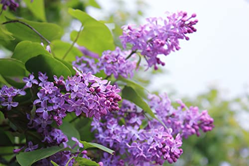 Purple Lilac Seedlings for Planting - Common Lilac, Fragrant and Beautiful Flowers - Syringa vulgaris (1 Lilac Seedling) - No Ship to California