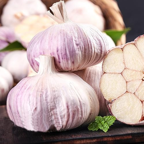 50 pcs knoblauch samen winterhart - Allium sativum - alte gemüsesorten samen kräutergarten knoblauch zum pflanzen kaufen, winterknoblauch pflanzknoblauch, sämereien gemüse, saatgut