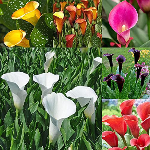 Veri bulbi di giglio di calla/ (non di semi di giglio di calla) Lampe de couleur misto-5Bulbi