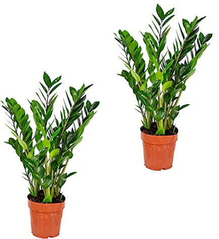 Bloomique - Set di 2 - Zamioculcas Zamiifolia - Pianta ZZ - Palma da Interno - Purifica l’Aria - Molto Facile da Curare - Alte 50-60 cm - Vaso 17 cm