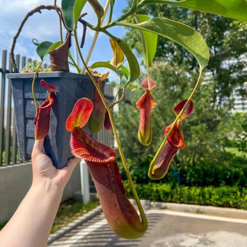carnivora Nepenthes resistenti per giardini rocciosi Carnivoro da appartamento che purificano l'aria sospese, decorative da balcone ufficio sempreverdi rare 500semi