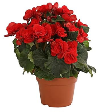 Begonia de Flor |DECOALIVE | Variedad Elatior |Flores Muchos Colores