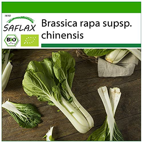 SAFLAX - BIO - Bok choy - 300 graines - Brassica rapa