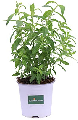 Pianta vera di Citronella o Lippia Citriodora aromatica profumata anti zanzare ornamentale da esterno venduta da eGarden.store