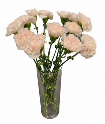 DECOALIVE - Ramo de Clavel - Set 50 Flores Blancas - Bouquet de Flores Naturales
