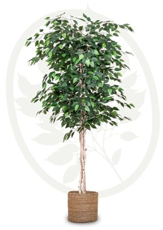 Maia Shop | Ficus | Kunstpflanzen | Künstlicher Baum | Maße: 180 x 70 cm | Kunstpflanze Groß | Fake Plant | Plastik Pflanze | Ficus Benjamini | Deko | Deko Wohnzimmer