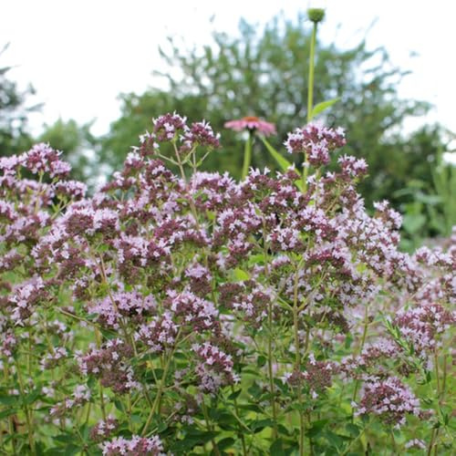 semillas de mejorana perenne - jardín resistentes balcón interior 150pcs