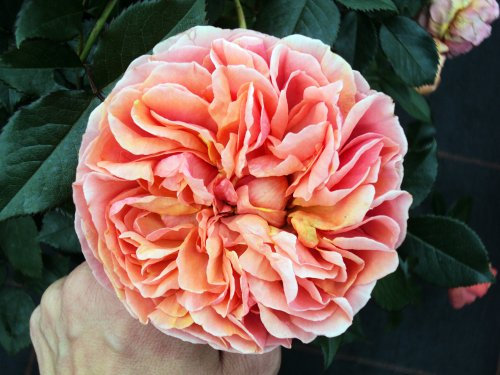 Strauchrose Chippendale ® Containerrosen im großen 7,5 Liter Topf
