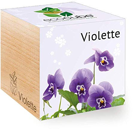 Feel Green Ecocube Violette, Idée Cadeau (100% Ecologique), Grow-Your-Own/Kit Prêt-à-Pousser, Plantes Dans Des Cubes En Bois 7.5cm, Produit En Autriche