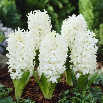 Hyacinth White Pearl Bulbs (Prepared) x 3. Indoor Fragrance.