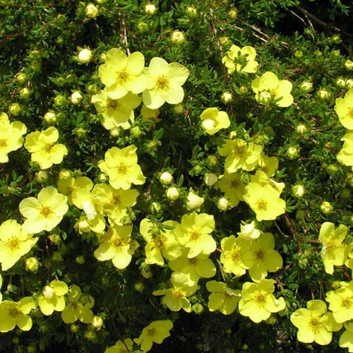 GardenersDream Potentilla Gold Star Plant in Pot - Outdoor Garden Ready Hardy Shrub - Beautiful Spring Flowering Shrub - Deciduous Outdoor Plant for Garden (15-25 cm incl. 9 cm Pot)