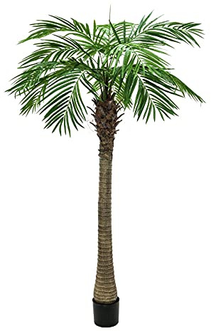 EUROPALMS Phoenixpalm Luxor, konstgjord växt, 150 cm | Phoenixpalm med imponerande bladverk
