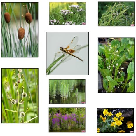 Lincsplants Dragonflies & Damselflies Marginal 8 Pack - bareroot