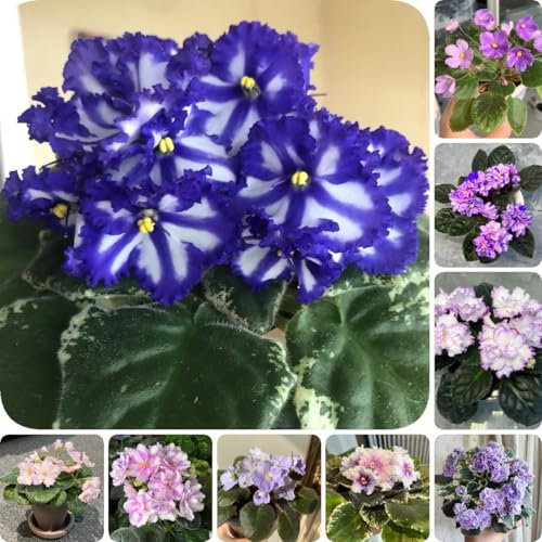 550 pcs Usambaraveilchen Pflanze Kaufen - pflanztopf blumen geschenk bienenwiese Saintpaulia ionantha gartenblumen mehrjährig winterhart bienenweide saatgut blumensamen geschenk pflanzenkübel