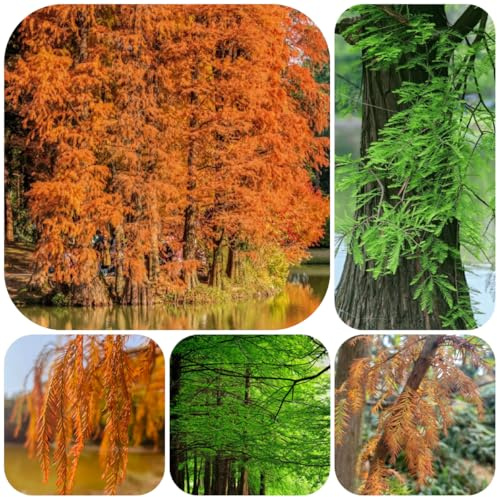 semillas de ciprés calvo balcón, ciprés calvo jardín perennes resistentes resistentes para el jardín verdes, decoración 130pcs