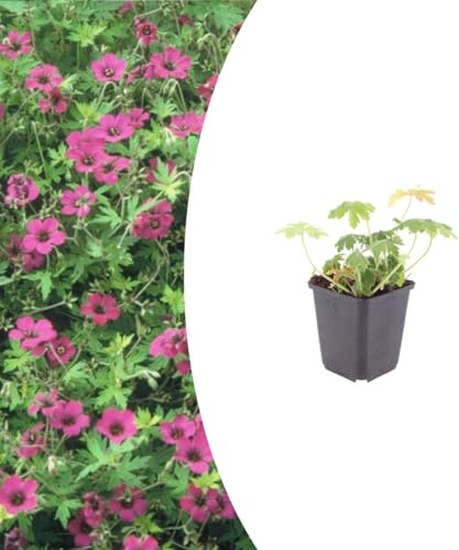 Geranium macr. 'Bevan's Variety' | 6 stycken - 10-25cm - Ø9cm - Trädgårdsväxt
