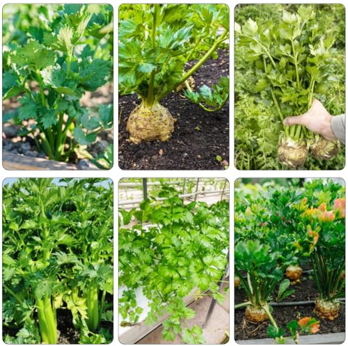Semillas de apio nabo - semillas de balcón invernadero jardín orgánicas silvestres decorativas jardín balcón invierno 20pcs
