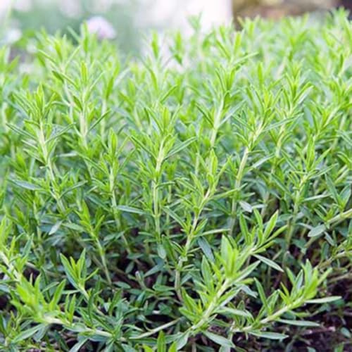 semillas de estragón resistentes jardines de rocas exótico cultivo jardín extraño jardineros balcón silvestres 900pcs