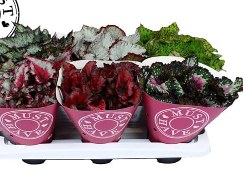 Begonia belaf vase 10 cm Terre di Romagna. Fabriqué en Italie