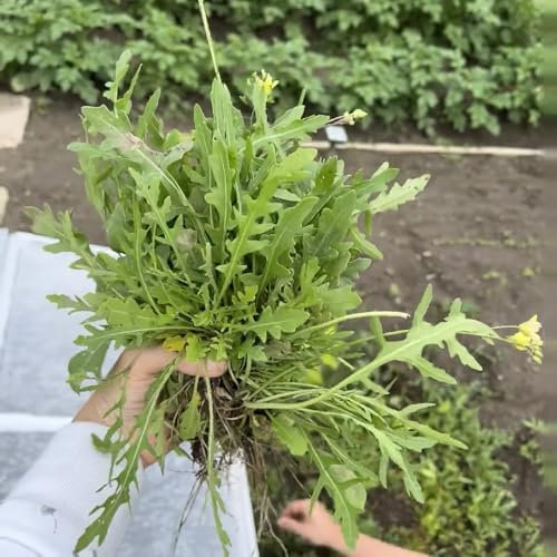 rucola samen winterhart - rucola pflanzen samen, saatgut gemüse, seltene pflanzen rucolasamen bio mehrjährig, nachhaltige geschenke, alte gemüsesorten samen exotische pflanzen 200pcs