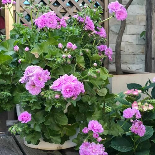 Gerani pendenti - Pelargonium -to decorativo perenne da balcone recisi da giardino balcone semi di resistenti in vaso esterno di 450semi