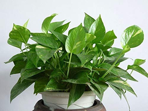 20 Samen/Pack Grüne Dillsamen Gartendekoration Bonsai Blumensamen