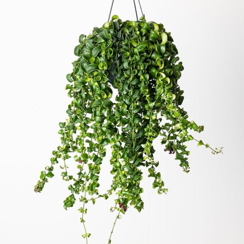 Aeschynanthus 'Rasta' Curly Wurly Lipstick Plant - Indoor Plant in 12cm Pot - Bright Red Flowers (3 Plants)