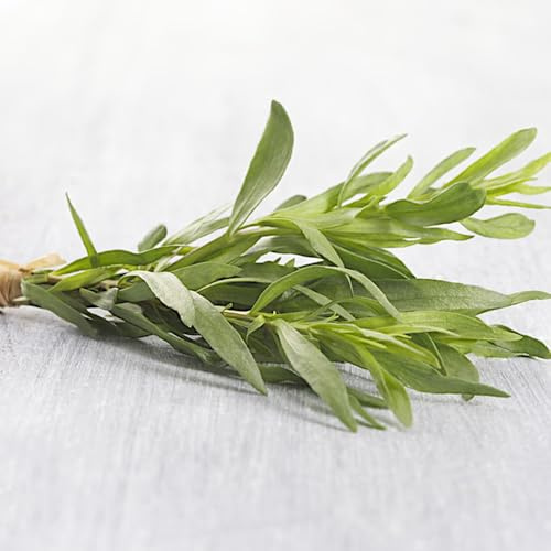 semi di dragoncello biologici - selvatiche, tradizionali copertura del terreno 350pcs