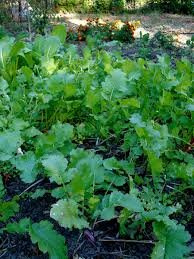 Seven Top Turnip Seed, Half Pound, for Greens, USA, Non GMO, Heirloom