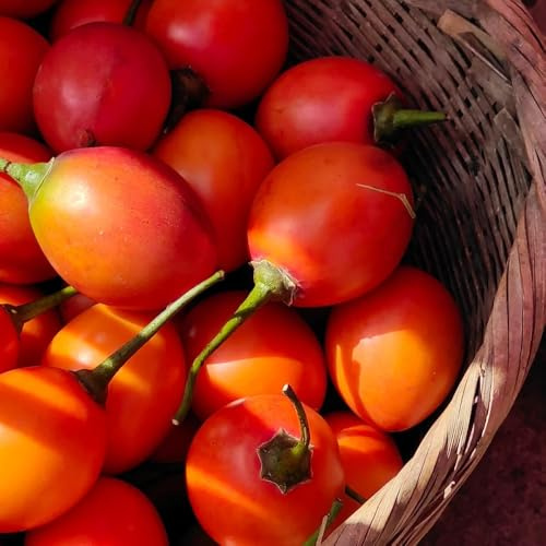 Semi resistenti dell'albero di pomodoro, di pomodoro dell'albero di tamarillo semi rari frutteto giardino 50pcs