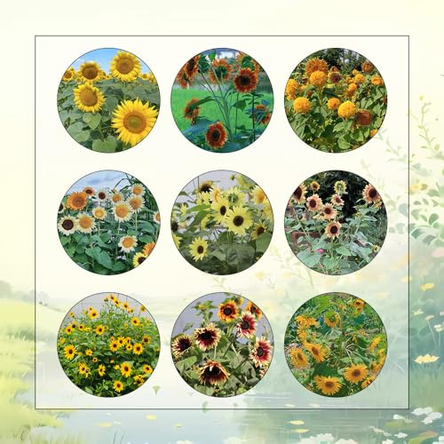 semillas decorativas de girasol - jardín, interior de girasol perennes resistentes, Decoración de jardín para exterior, balcón, 20pcs