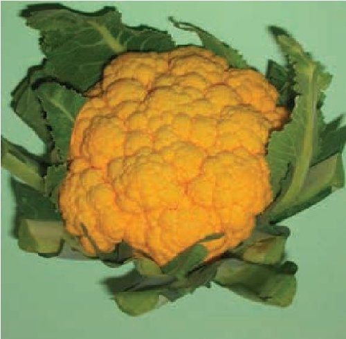 Just Seed - Vegetable - Cauliflower - Sunset F1-10 Seeds