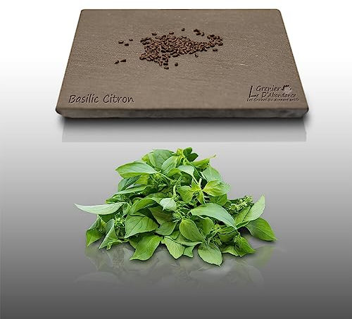 100 graines Aromatiques à semer - Le Grenier d'Abondance - BASILIC Citron - Ocimum basilicum