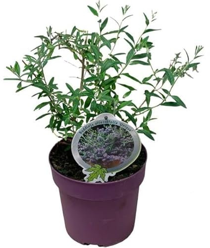 Buddleja alternifolia 'Unique' - Hänge-Sommerflieder, 20-30 cm, blühende Pflanze für Schmetterlinge, pflegeleichter Gartenstrauch