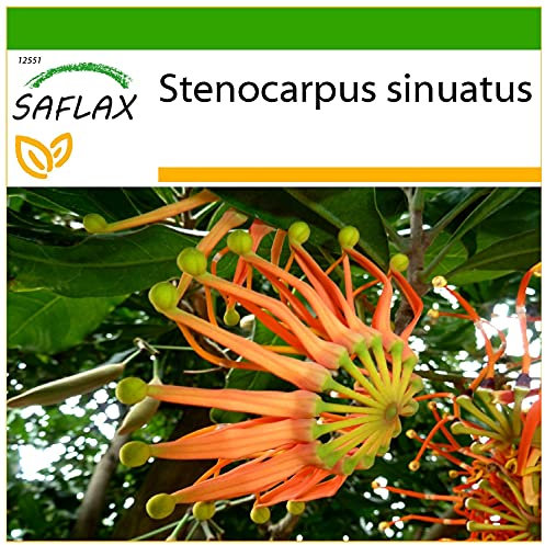 SAFLAX - Albero Ruota di fuoco - 20 semi - Con substrato - Stenocarpus sinuatis