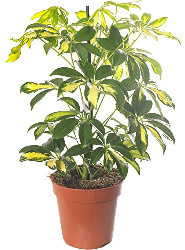 Schefflera Gold Capella Large Indoor House Plant Real Evergreen Tall Rare Plants (40-50cm (Incl. Pot))