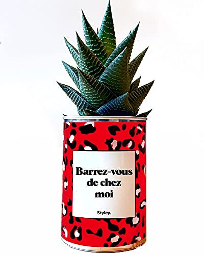 Styley - Barrez-vous de chez moi - Plante grasse et cactus en pot - plante d'intérieur - Limifolia - Idéal Cadeau de Noël