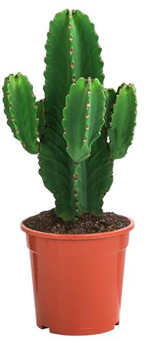 Dehner Kaktus-Wolfsmilch, Euphorbia ingens, säulenartige Triebe, 70-80 cm inkl. Pflanztopf, Ø Topf 24 cm, Zimmerpflanze