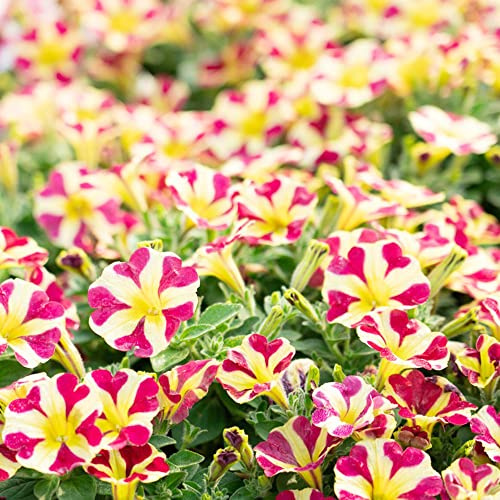 semillas de petunia, balcón en resistentes pleno sol invernadero interior exóticas jardín en el balcón 300pcs