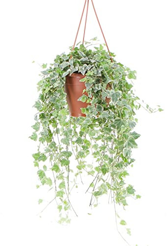 KENTIS - Edera Vera Variegata - Piante Rampicanti Vere da Esterno - Hedera Helix - Vaso Ø 19 cm