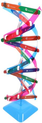 Hohopeti Modèle Adn Double Hélice Éducatif pour Garçon Et Filles, Kit Scientifique De Génétique, Composants Pédagogiques De Biologie Moléculaire, Assemblage Manuel, Jeu D’Apprentissage Scolaire