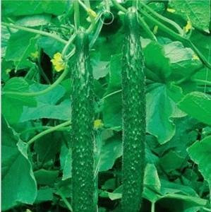 Sd0127 Lot de 20 graines de concombre Vert Jade