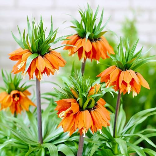 Dutch Bulbs Couronnes impériales Fritillaria Imperialis Orange Bulbes à fleurs (5 pièces), Bulbes vivaces résistants à l'hiver, plantes de Hollande pour le jardin et le pot (gros, pas de graines)