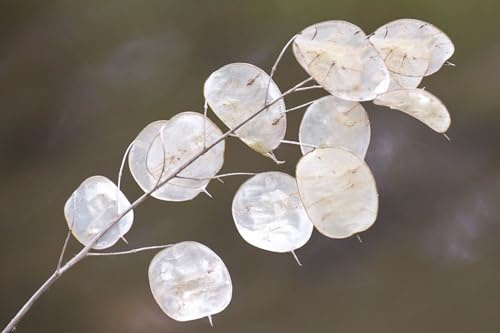 Semi fiori LUNARIA O MONETA DEL PAPA In Busta Ermetica MADE IN ITALY Qualità superiore con 95% di germogliazione con istruzioni