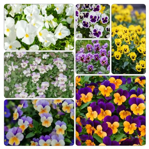 semi di viola del pensiero in vaso per l'arredamento dell'ufficio balcone con rialzata decorazione soggiorno varietà antiche interno giardino 300pcs